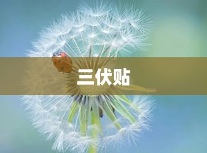 三伏贴