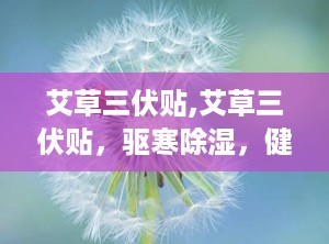 艾草三伏贴,艾草三伏贴，驱寒除湿，健康一夏