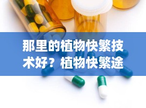 那里的植物快繁技术好？植物快繁途径