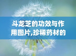 斗龙芝的功效与作用图片,珍稀药材的多重功效与作用解析