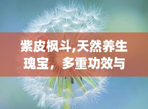 紫皮枫斗,天然养生瑰宝，多重功效与健康益处