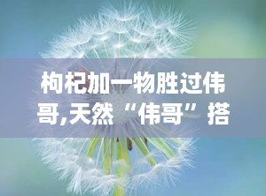 枸杞加一物胜过伟哥,天然“伟哥”搭配指南
