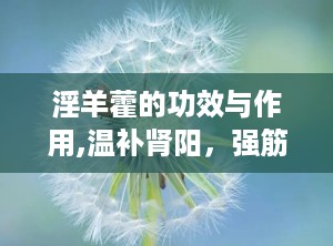 淫羊藿的功效与作用,温补肾阳，强筋健骨，祛风除湿的天然良药
