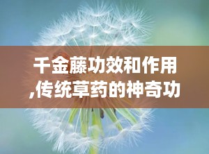 千金藤功效和作用,传统草药的神奇功效与作用解析