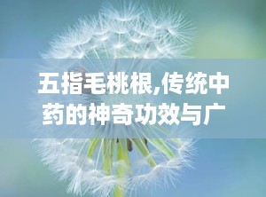 五指毛桃根,传统中药的神奇功效与广泛应用