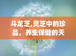 斗龙芝,灵芝中的珍品，养生保健的天然良药