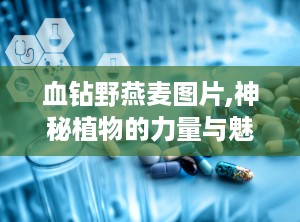血钻野燕麦图片,神秘植物的力量与魅力揭秘