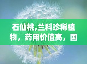 石仙桃,兰科珍稀植物，药用价值高，国家二级保护物种
