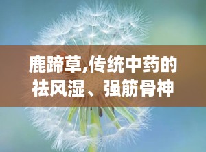 鹿蹄草,传统中药的祛风湿、强筋骨神奇功效