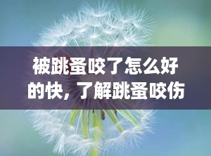 被跳蚤咬了怎么好的快, 了解跳蚤咬伤
