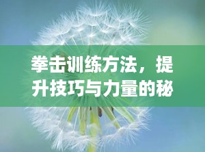 拳击训练方法，提升技巧与力量的秘籍（拳击训练方法大全）