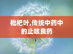 枇杷叶,传统中药中的止咳良药