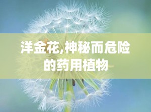 洋金花,神秘而危险的药用植物