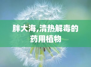 胖大海,清热解毒的药用植物