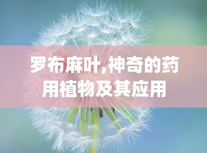 罗布麻叶,神奇的药用植物及其应用