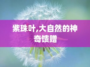 紫珠叶,大自然的神奇馈赠