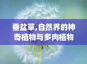 垂盆草,自然界的神奇植物与多肉植物的完美结合