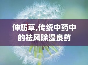 伸筋草,传统中药中的祛风除湿良药
