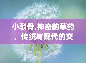 小驳骨,神奇的草药，传统与现代的交汇