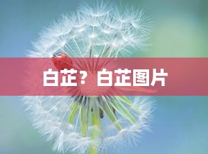白芷？白芷图片