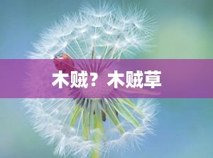 木贼？木贼草