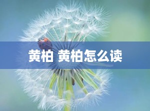 黄柏 黄柏怎么读