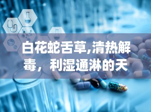白花蛇舌草,清热解毒，利湿通淋的天然良药