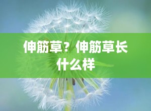 伸筋草？伸筋草长什么样