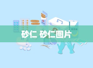 砂仁 砂仁图片