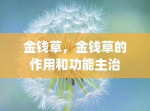 金钱草，金钱草的作用和功能主治