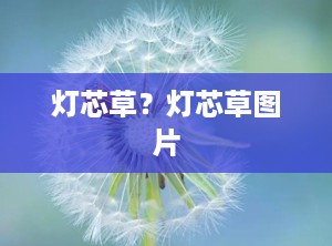 灯芯草？灯芯草图片