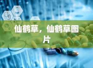 仙鹤草，仙鹤草图片