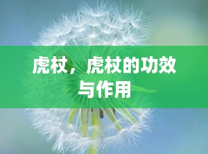 虎杖，虎杖的功效与作用
