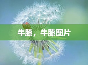 牛膝，牛膝图片