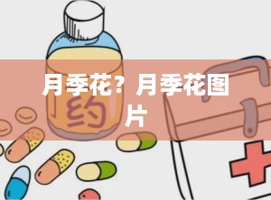 月季花？月季花图片