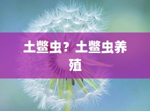 土鳖虫？土鳖虫养殖