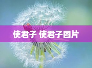使君子 使君子图片