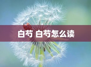白芍 白芍怎么读