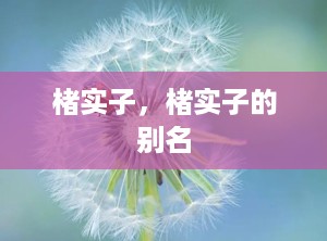 楮实子，楮实子的别名