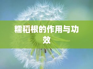 糯稻根的作用与功效