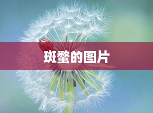 斑蝥的图片