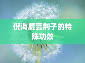 倪海厦蔓荆子的特殊功效