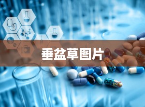 垂盆草图片