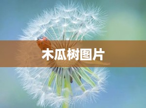 木瓜树图片