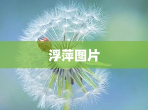 浮萍图片