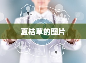 夏枯草的图片