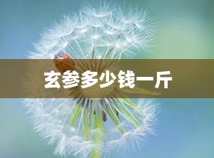 玄参多少钱一斤