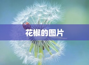 花椒的图片
