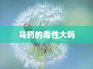 乌药的毒性大吗