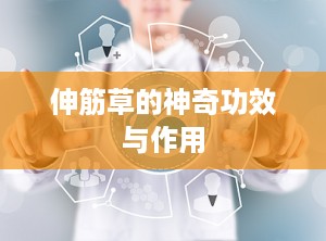 伸筋草的神奇功效与作用